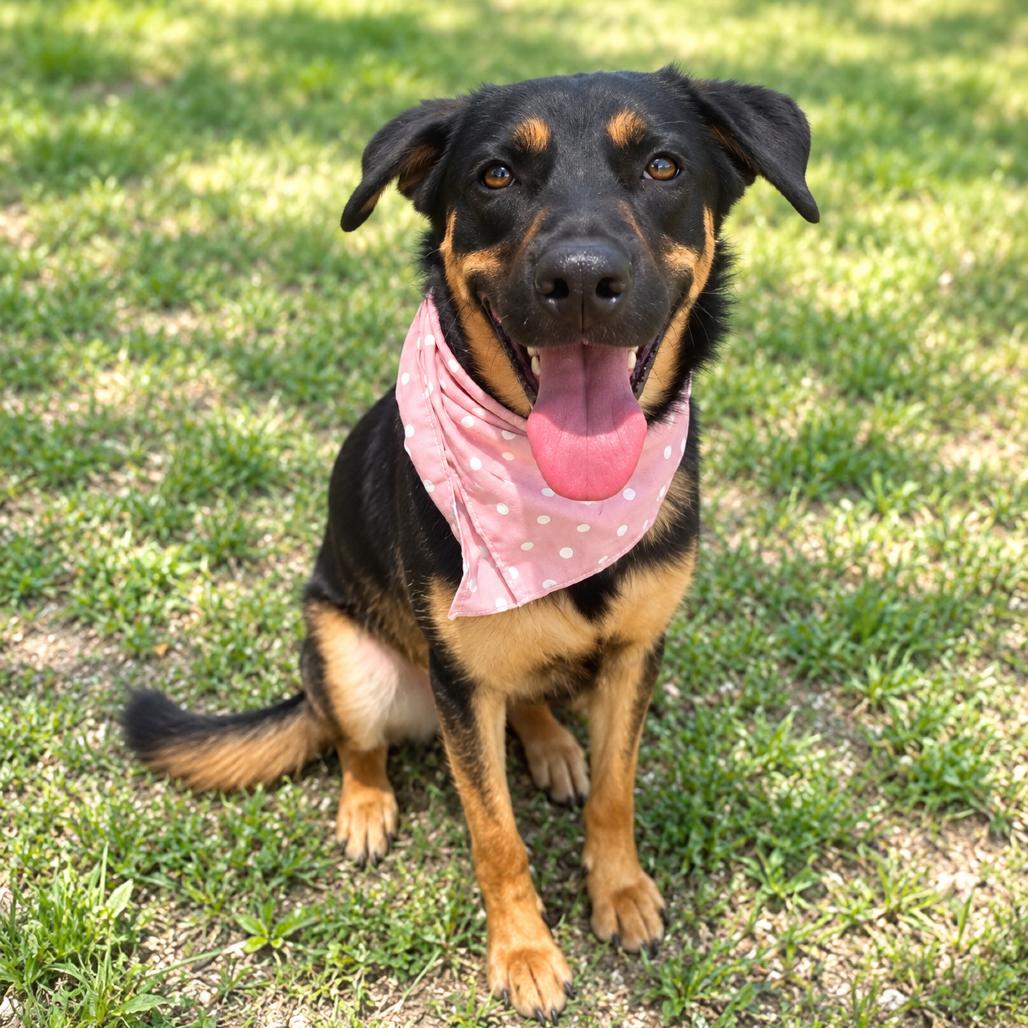 Enlarge Joy, a Adoptable mixed breed in New Orleans, LA image 6/6