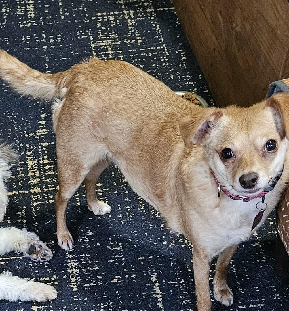 Enlarge Rotini (I need someone with a BIG heart), a ADOPTABLE mixed breed in Ellicott City, MD image 2/5