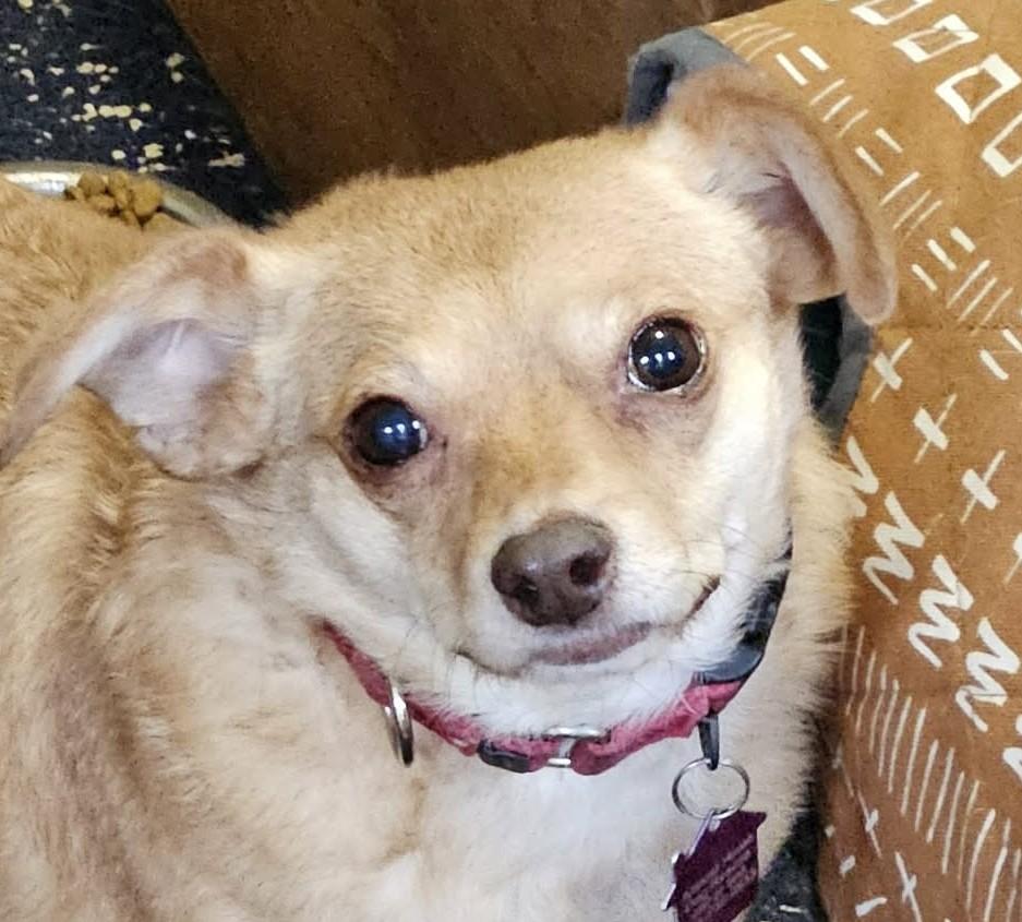 Enlarge Rotini (I need someone with a BIG heart), a ADOPTABLE mixed breed in Ellicott City, MD image 1/5