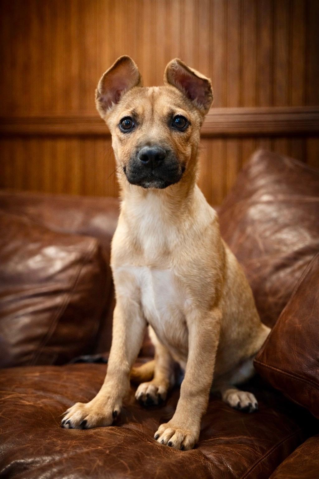 Enlarge Lily, an adopted mixed breed in AQUEBOGUE, NY image 1/1