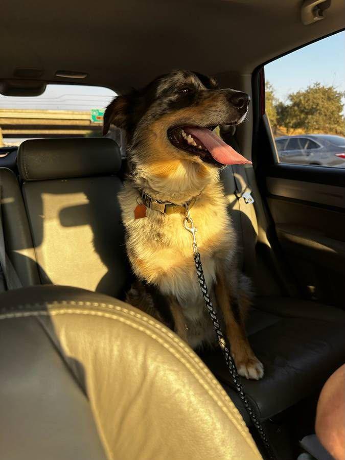 Enlarge Nikko, a Adopted Australian Shepherd in Coarsegold, CA image 3/4