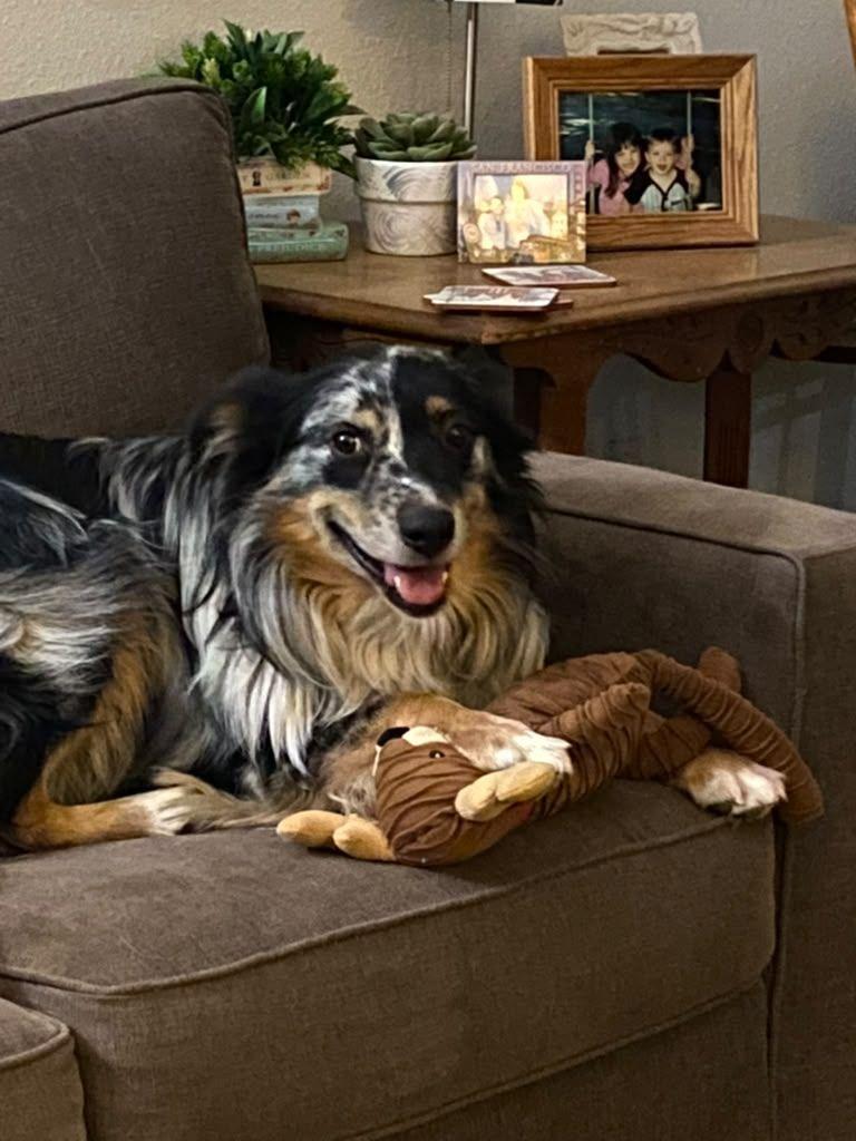 Enlarge Nikko, a Adopted Australian Shepherd in Coarsegold, CA image 4/4