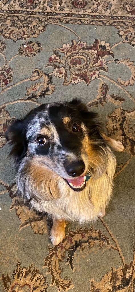 Enlarge Nikko, a Adopted Australian Shepherd in Coarsegold, CA image 1/4
