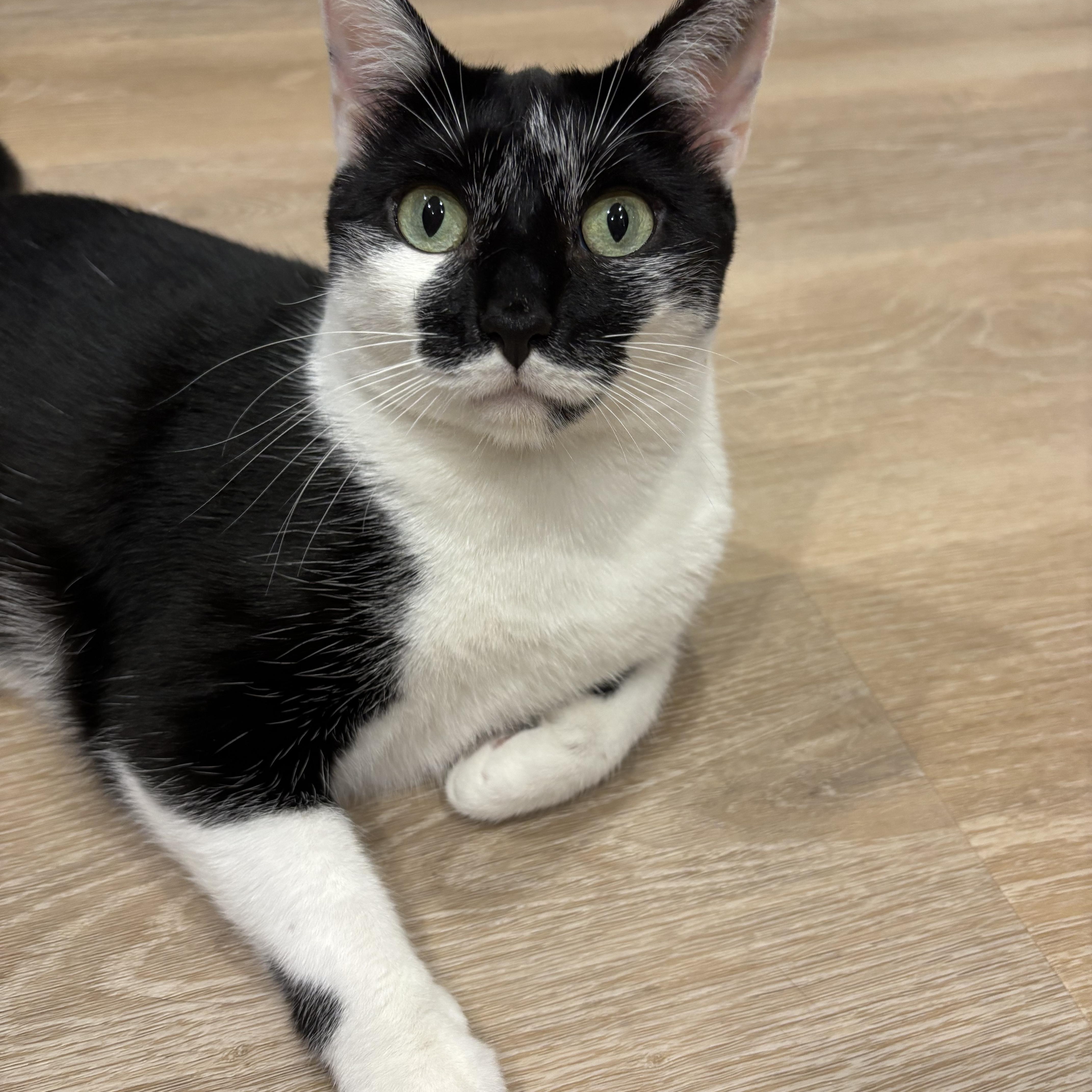 Bandit & Angela, a Adoptable Domestic Short Hair in Hackensack, NJ image 4/6