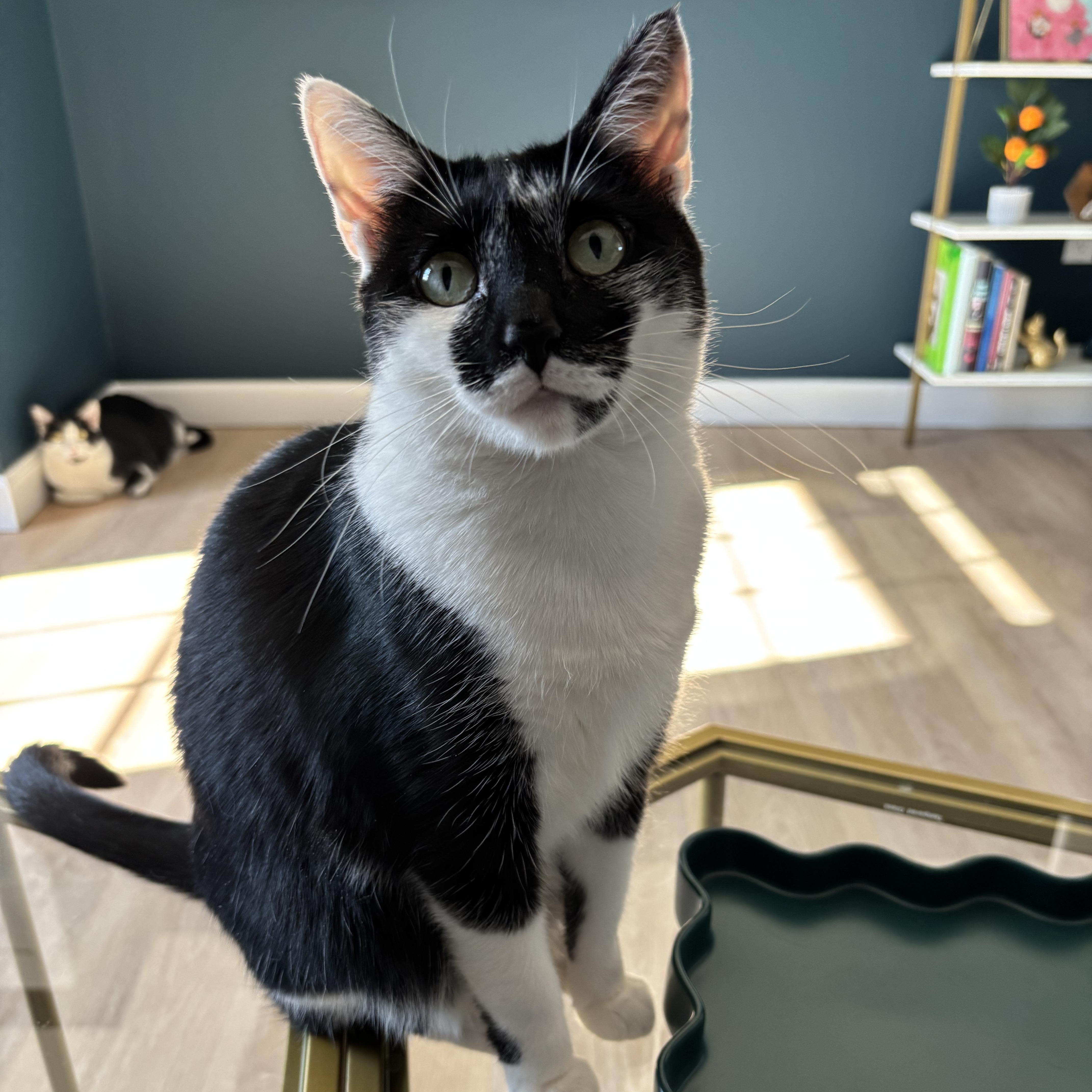 Bandit & Angela, Adoptable, Adult Female Domestic Short Hair.