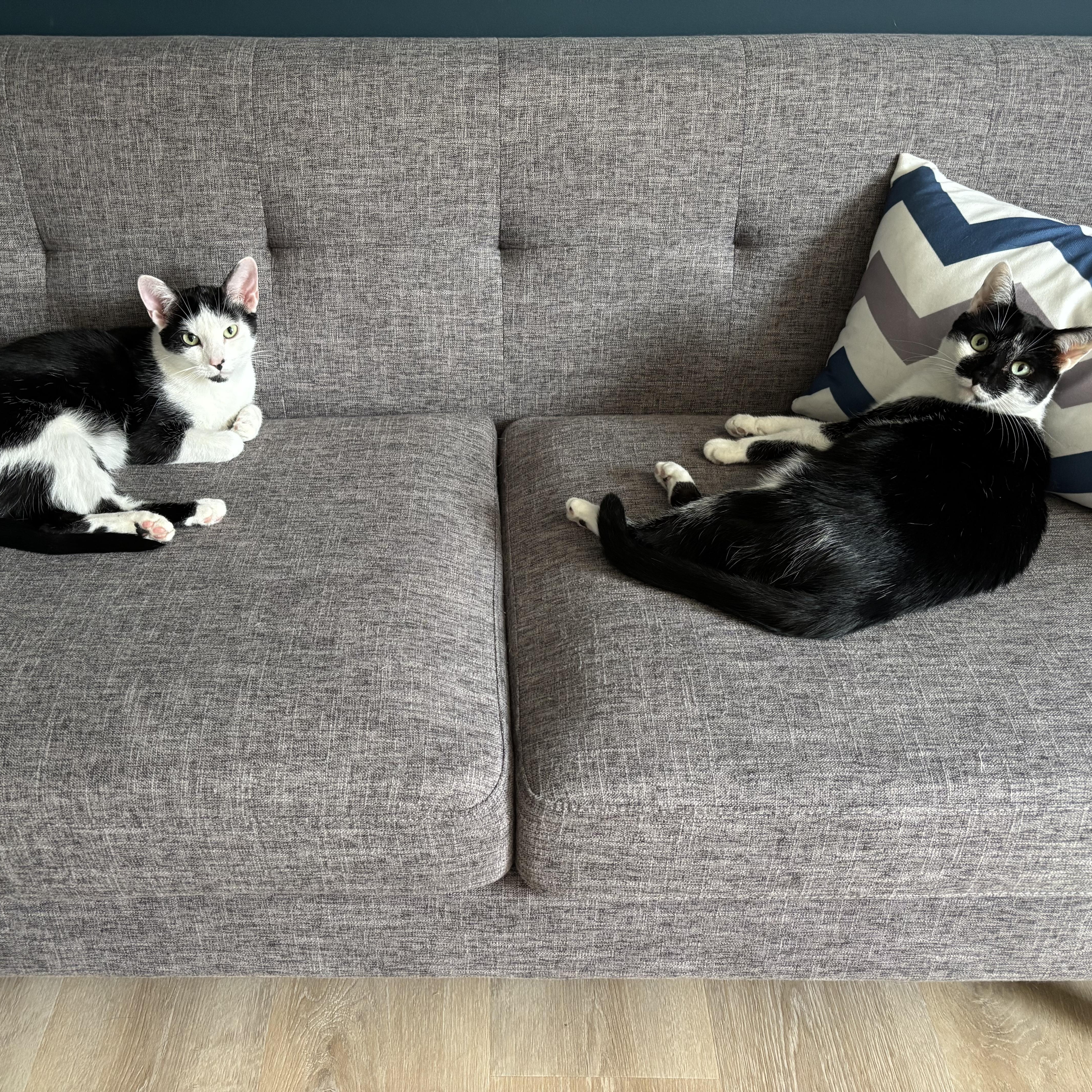 Bandit & Angela, Adoptable, Adult Female Domestic Short Hair.