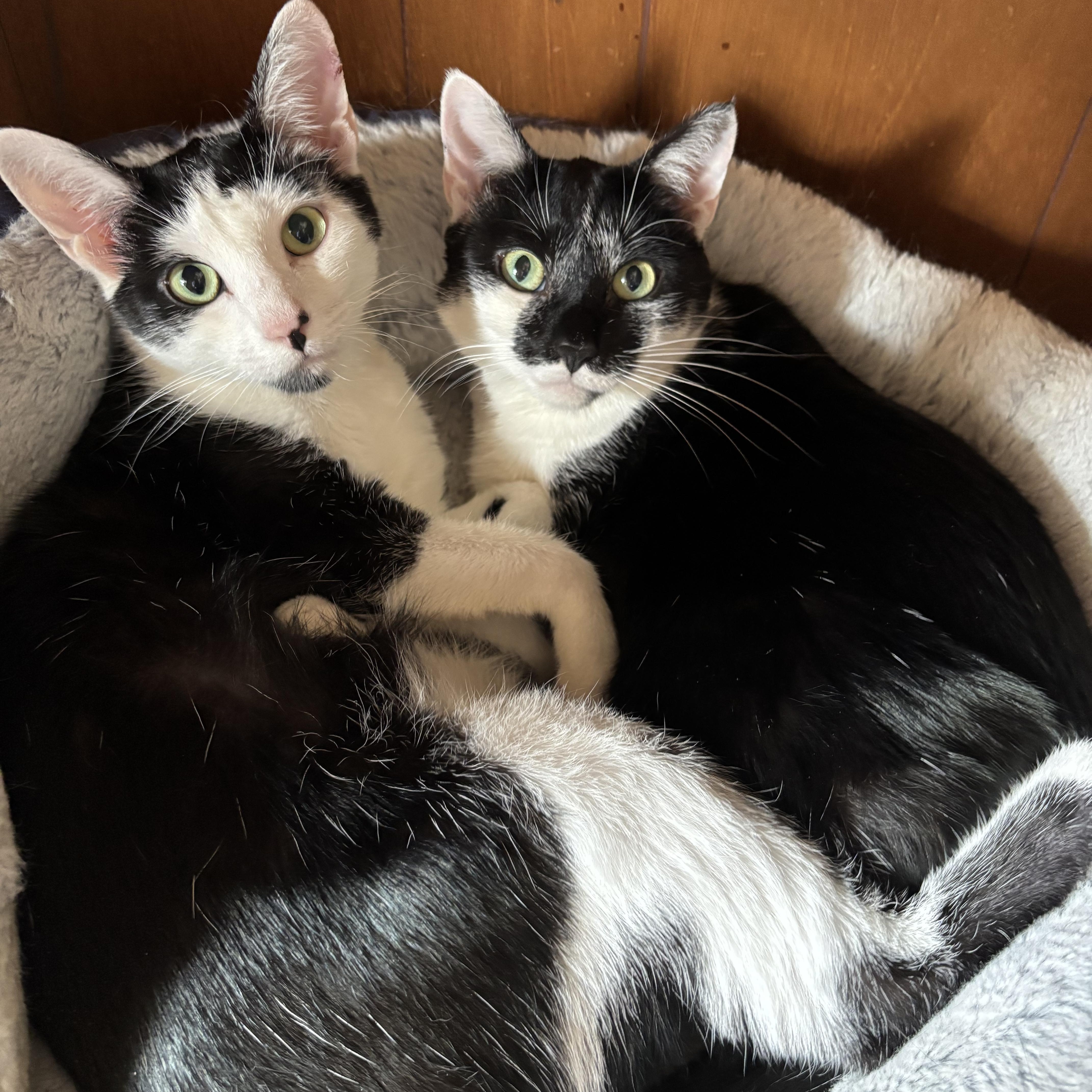 Bandit & Angela, Adoptable, Adult Female Domestic Short Hair.