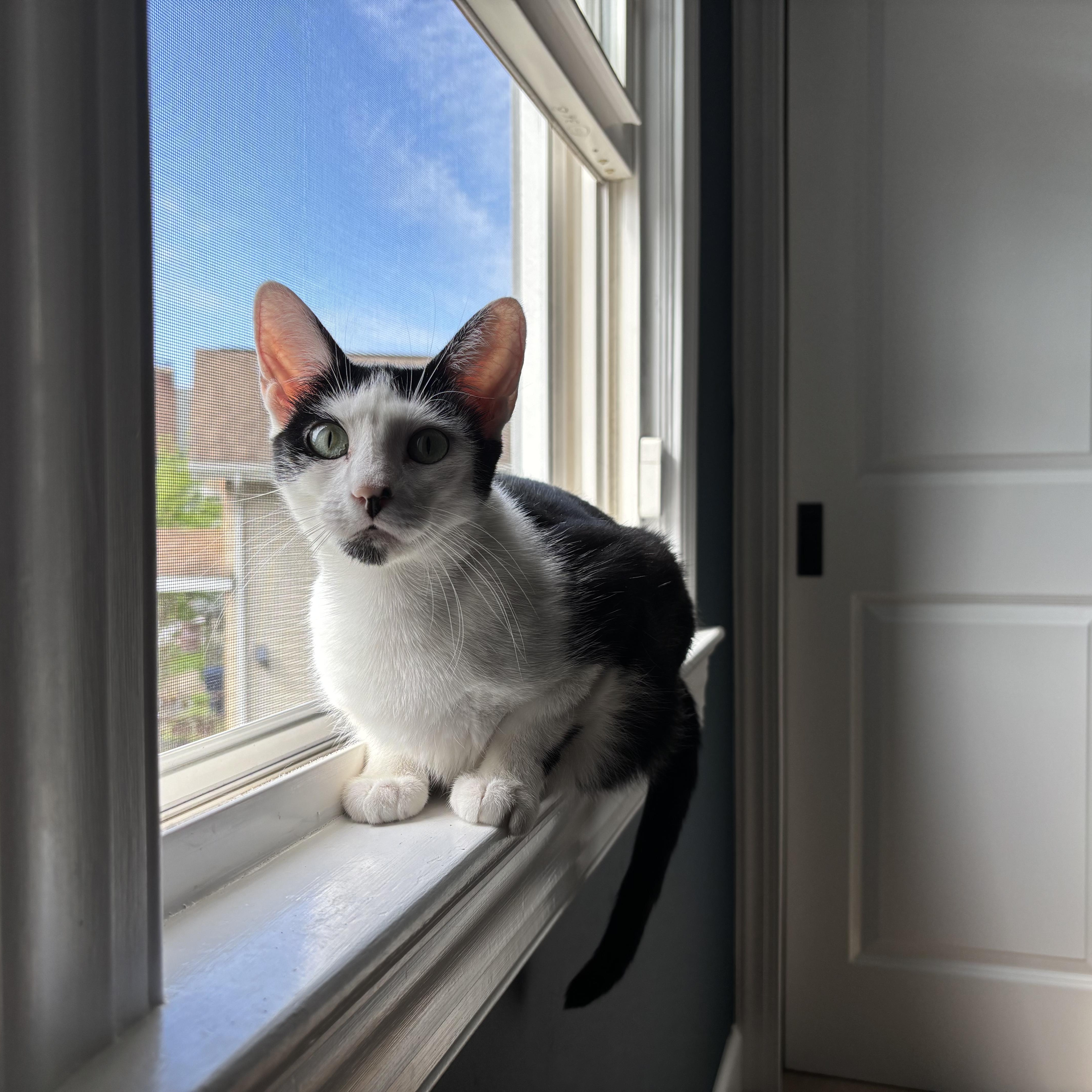 Bandit & Angela, a Adoptable Domestic Short Hair in Hackensack, NJ image 5/6