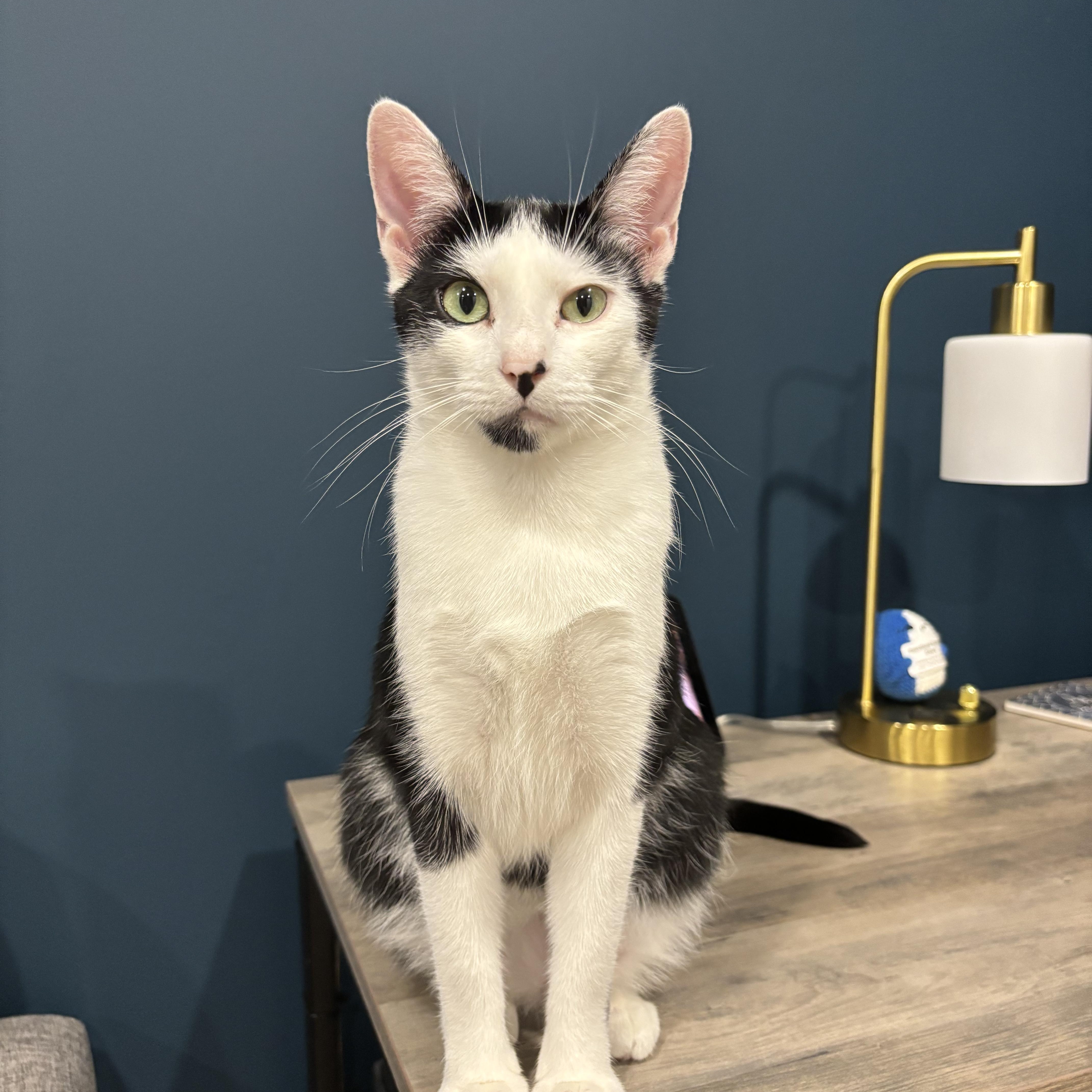 Bandit & Angela, a Adoptable Domestic Short Hair in Hackensack, NJ image 6/6