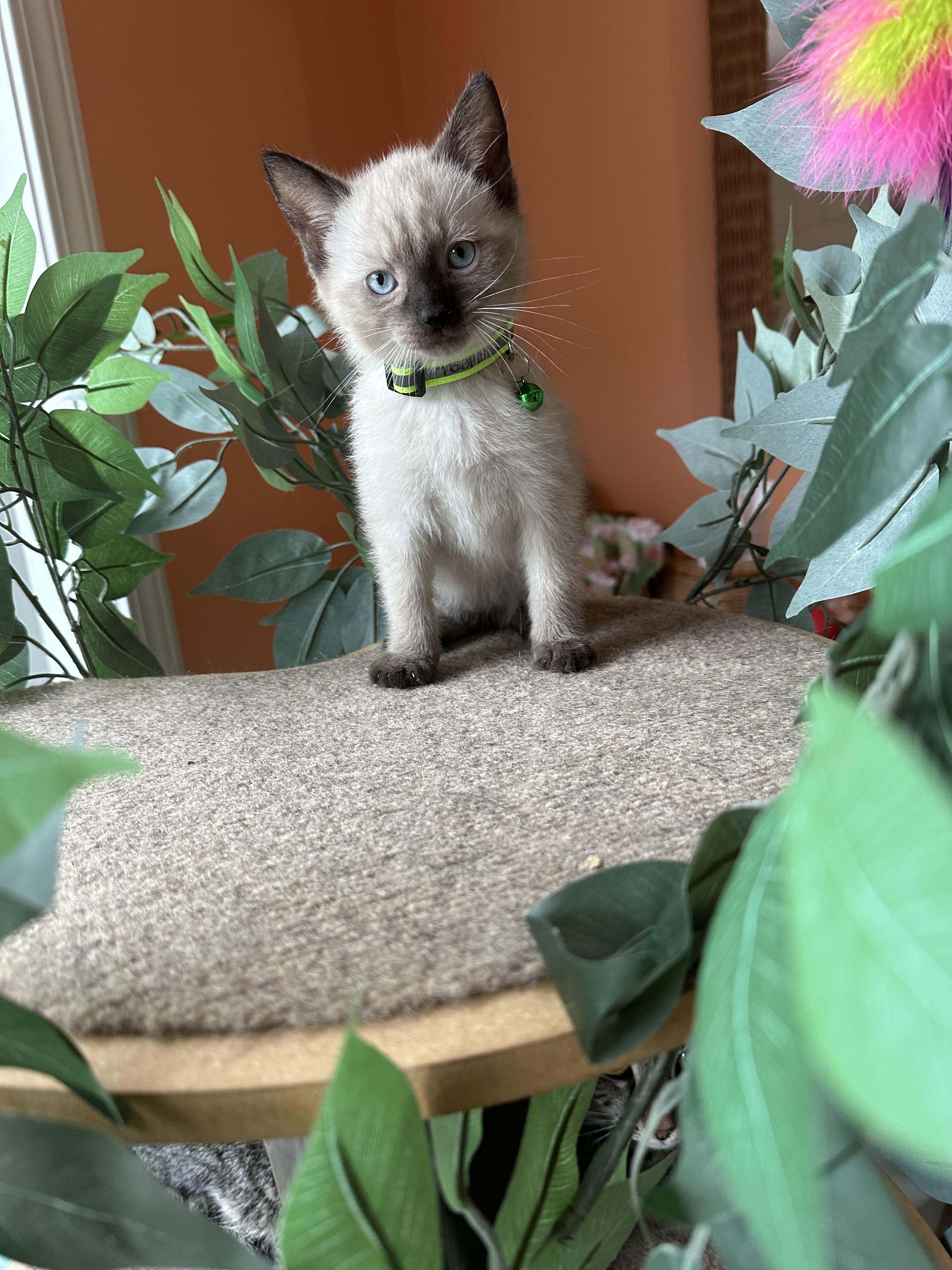 Tobias