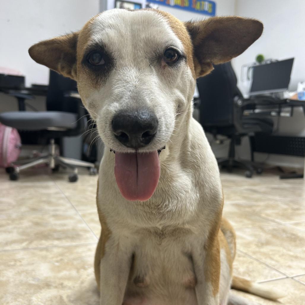 Dulce, a Adoptable Mixed Breed in Guaynabo, PR image 1/5