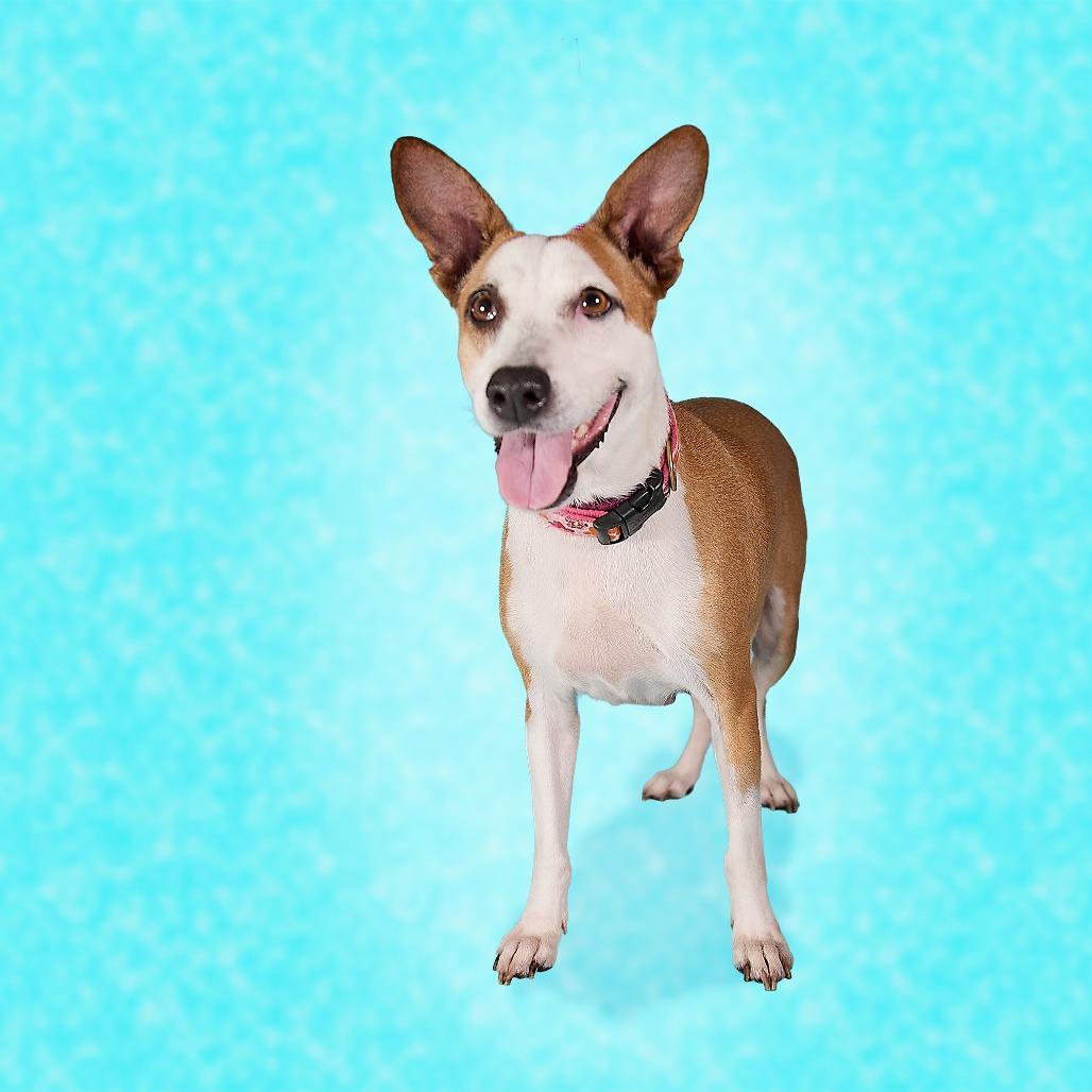 Dulce, a Adoptable Mixed Breed in Guaynabo, PR image 2/5