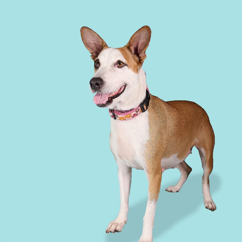 Dulce, a Adoptable Mixed Breed in Guaynabo, PR image 3/5