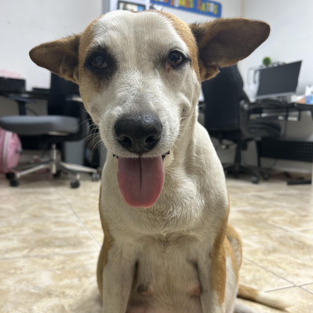 Dulce, a Adoptable Mixed Breed in Guaynabo, PR image 4/5