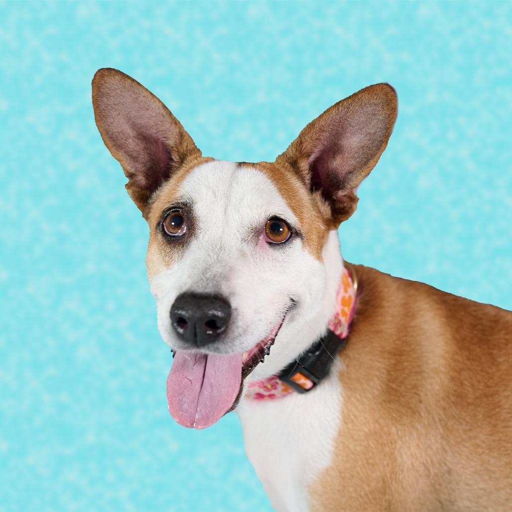 Dulce, a Adoptable Mixed Breed in Guaynabo, PR image 5/5