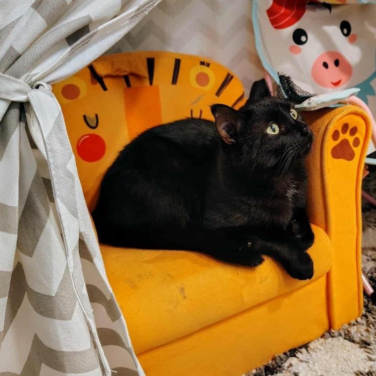 Spooky, a Adoptable Domestic Short Hair in Shorewood, IL image 2/3