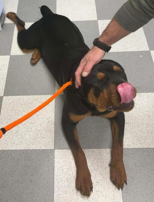 Enlarge TIMBER, an adopted Rottweiler in Oswego, IL image 1/1