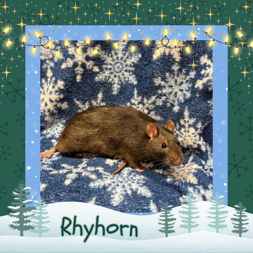 Rhyhorn, Adoptable, Young Female Rat.