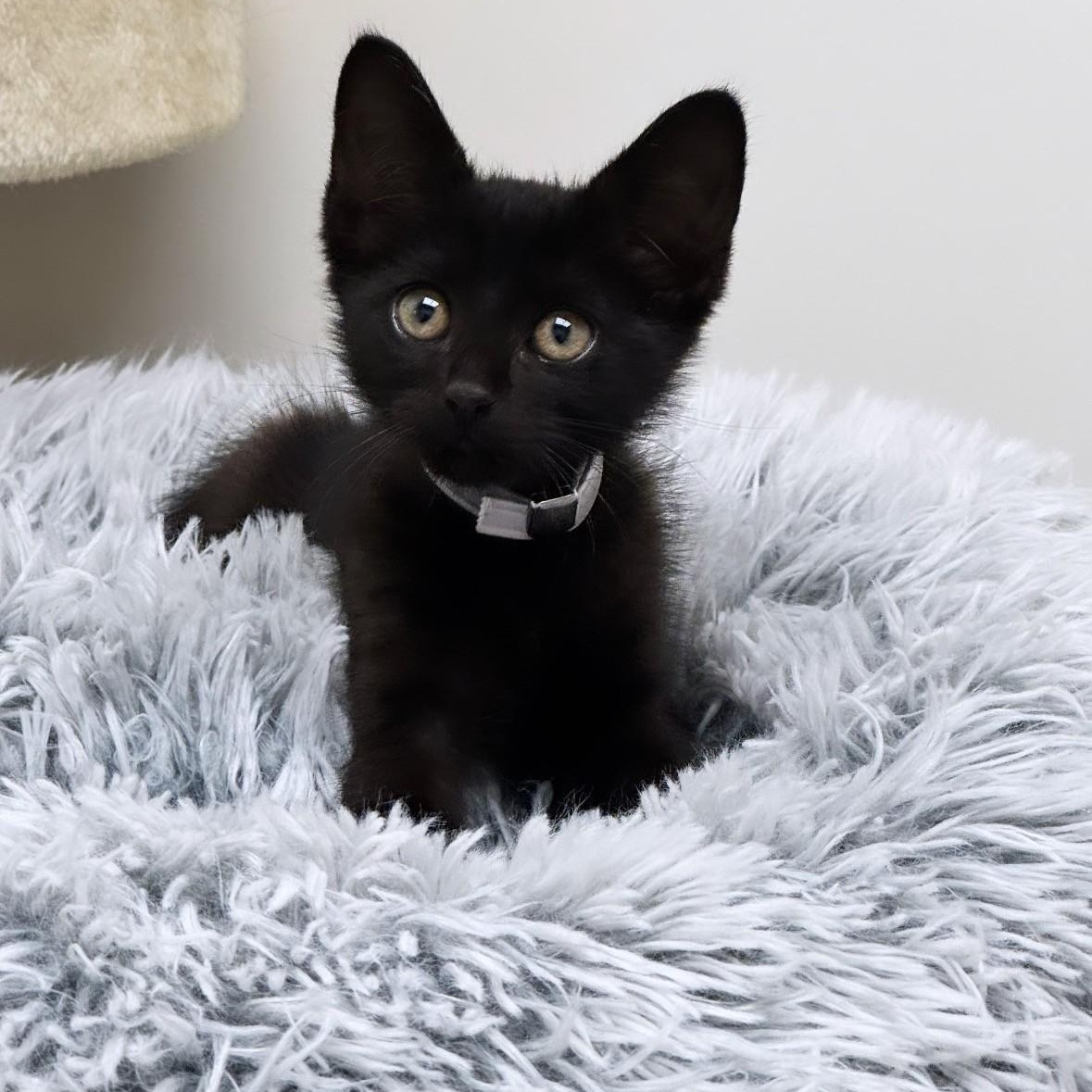 Enlarge Binx, a ADOPTABLE Domestic Short Hair in Syosset, NY image 1/1