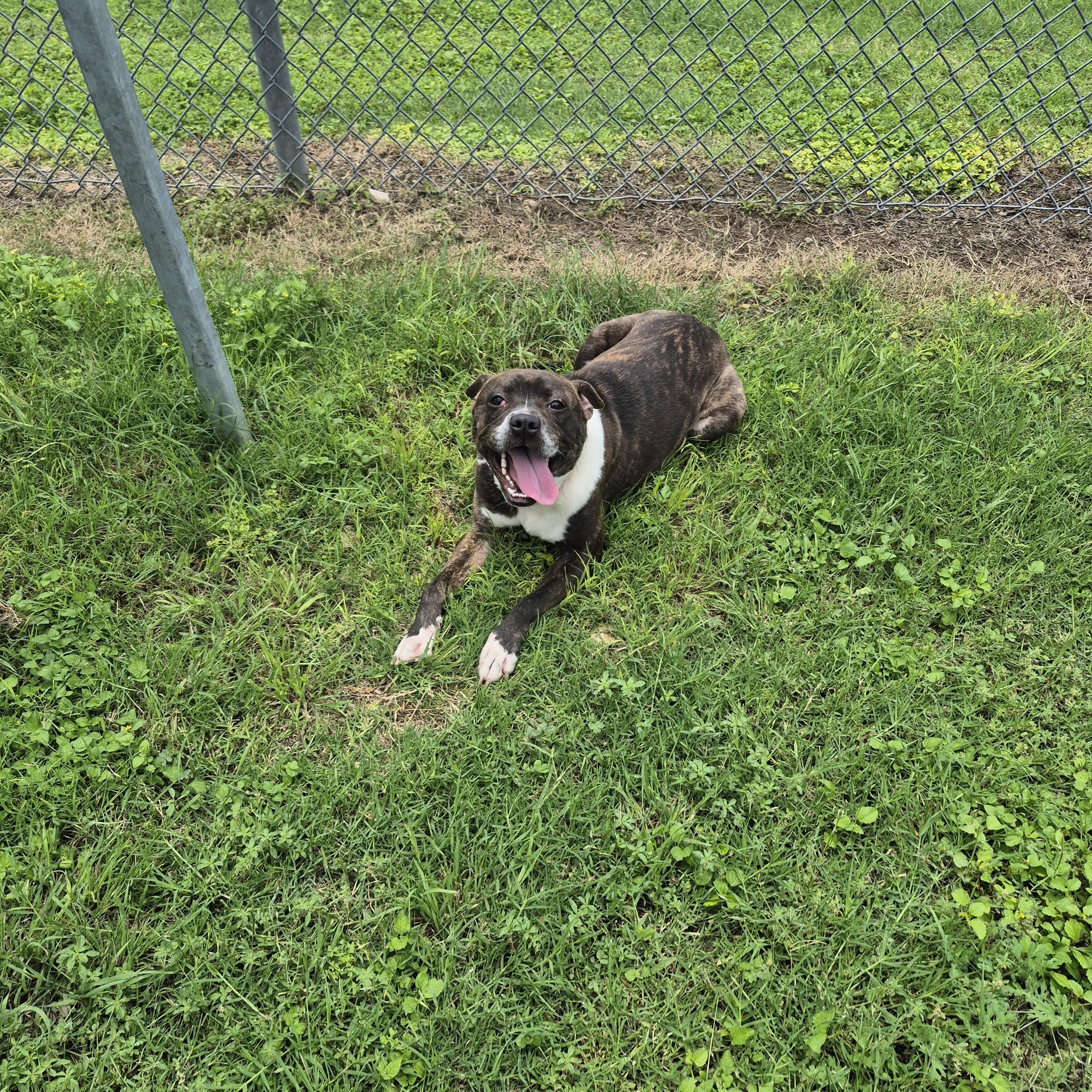 Enlarge Aerie, a ADOPTABLE mixed breed in Schertz, TX image 2/3