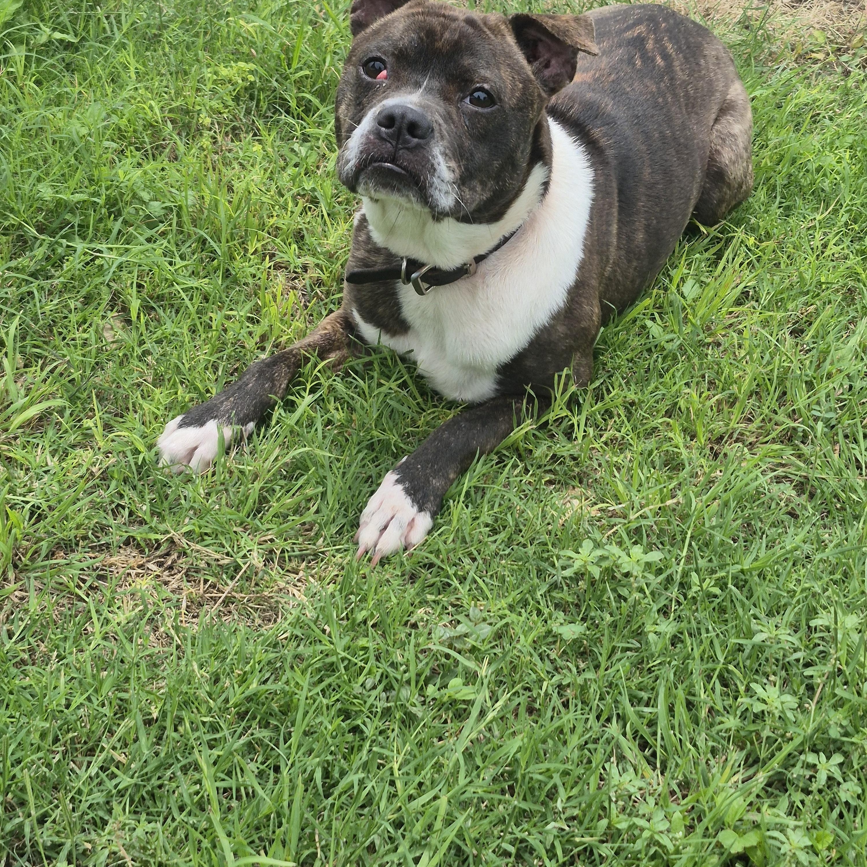 Aerie, ADOPTABLE, Adult Female Boxer.