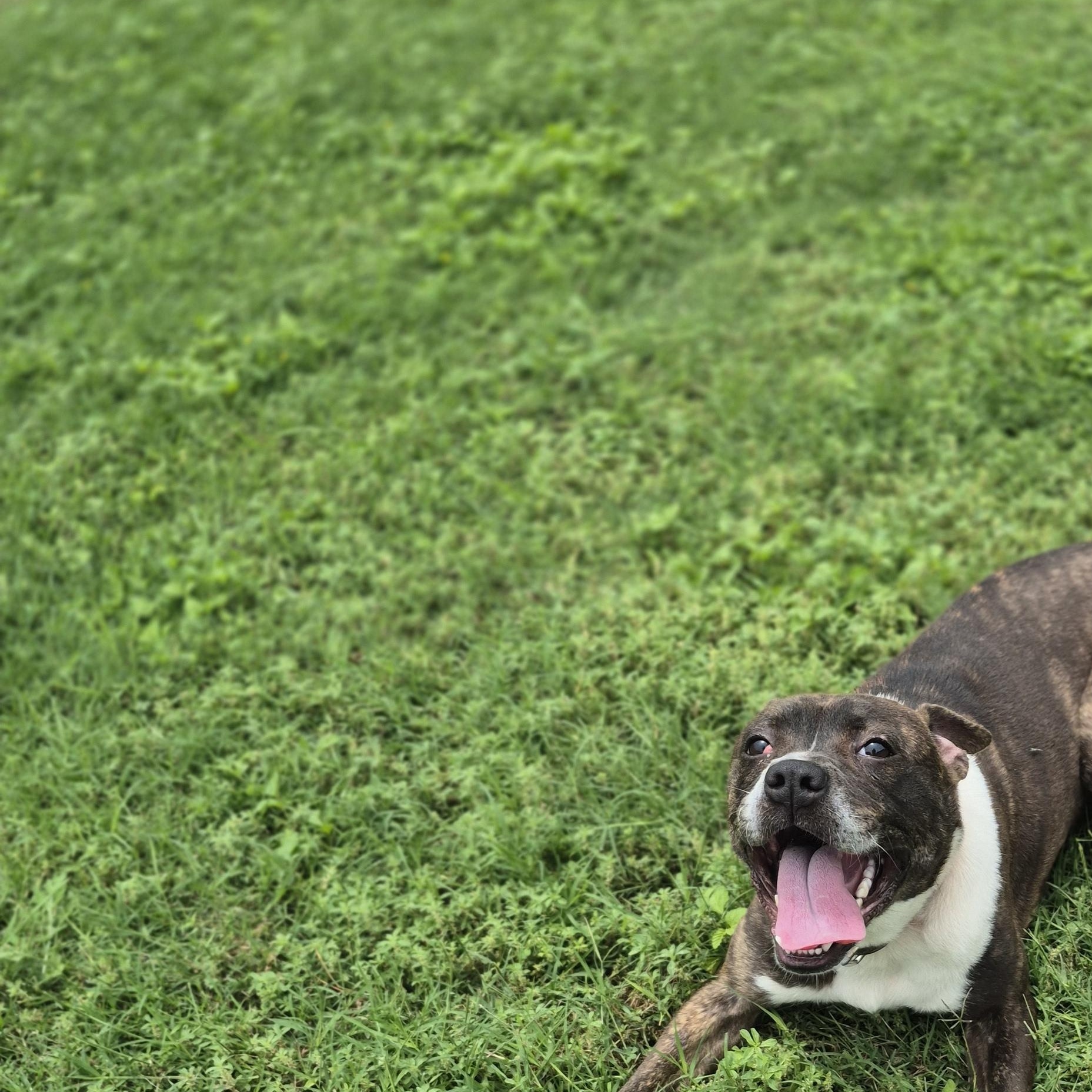 Enlarge Aerie, a ADOPTABLE mixed breed in Schertz, TX image 3/3