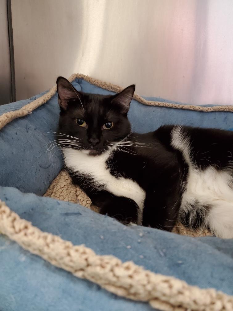Pixie Dust, an adoptable Domestic Short Hair in Rock Falls, IL, 61071 | Photo Image 3