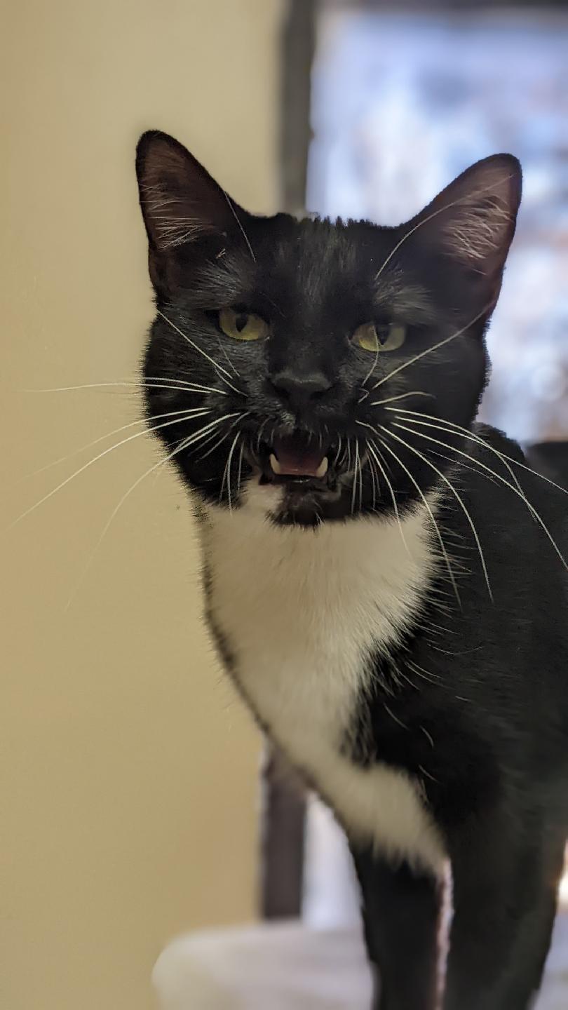 Pixie Dust, an adoptable Domestic Short Hair in Rock Falls, IL, 61071 | Photo Image 2