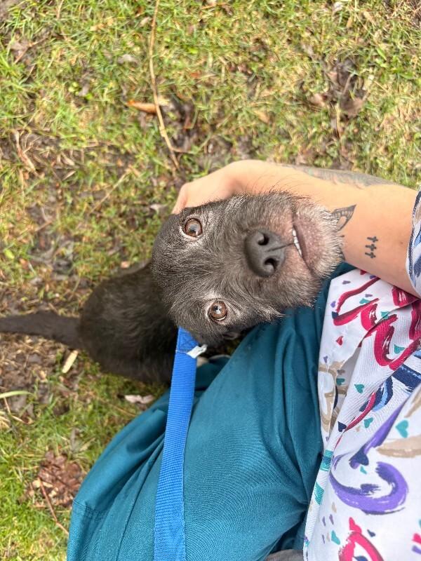 Enlarge Charm, a Adoptable mixed breed in Warren, PA image 1/4