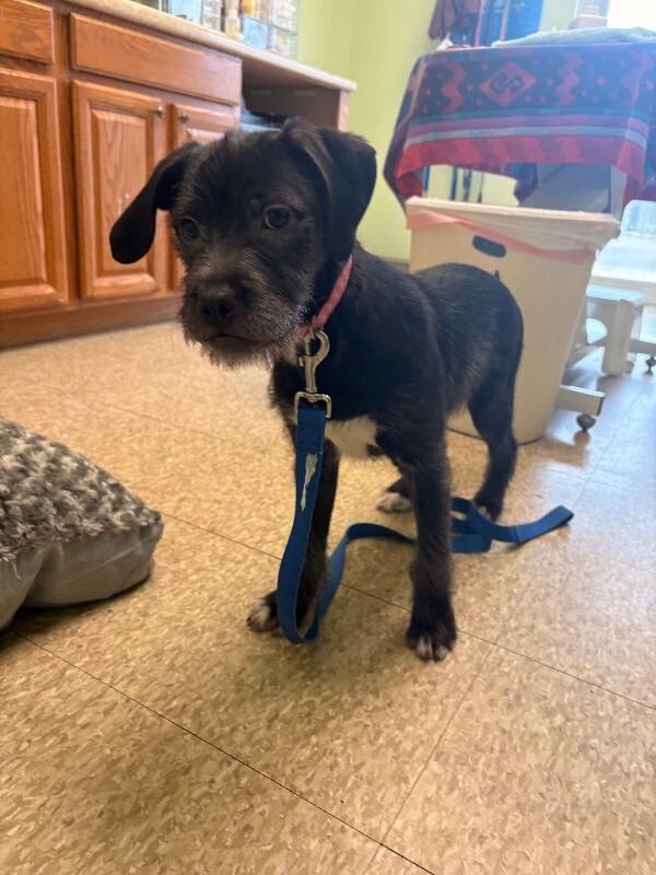 Enlarge Charm, a Adoptable mixed breed in Warren, PA image 2/4