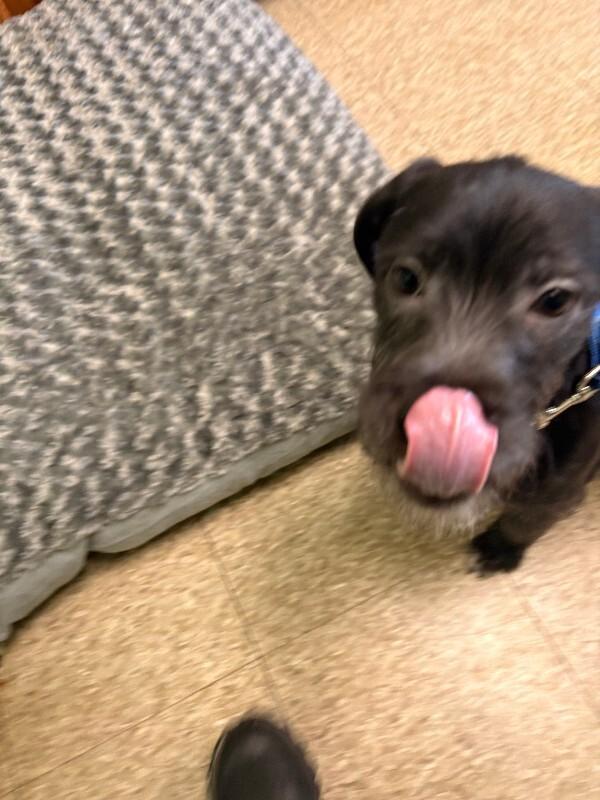 Enlarge Charm, a Adoptable mixed breed in Warren, PA image 3/4