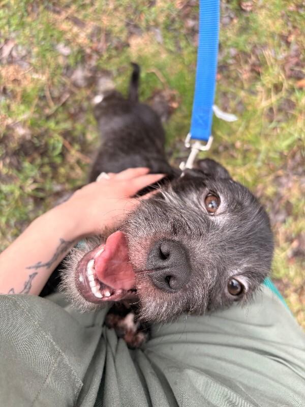 Enlarge Charm, a Adoptable mixed breed in Warren, PA image 4/4