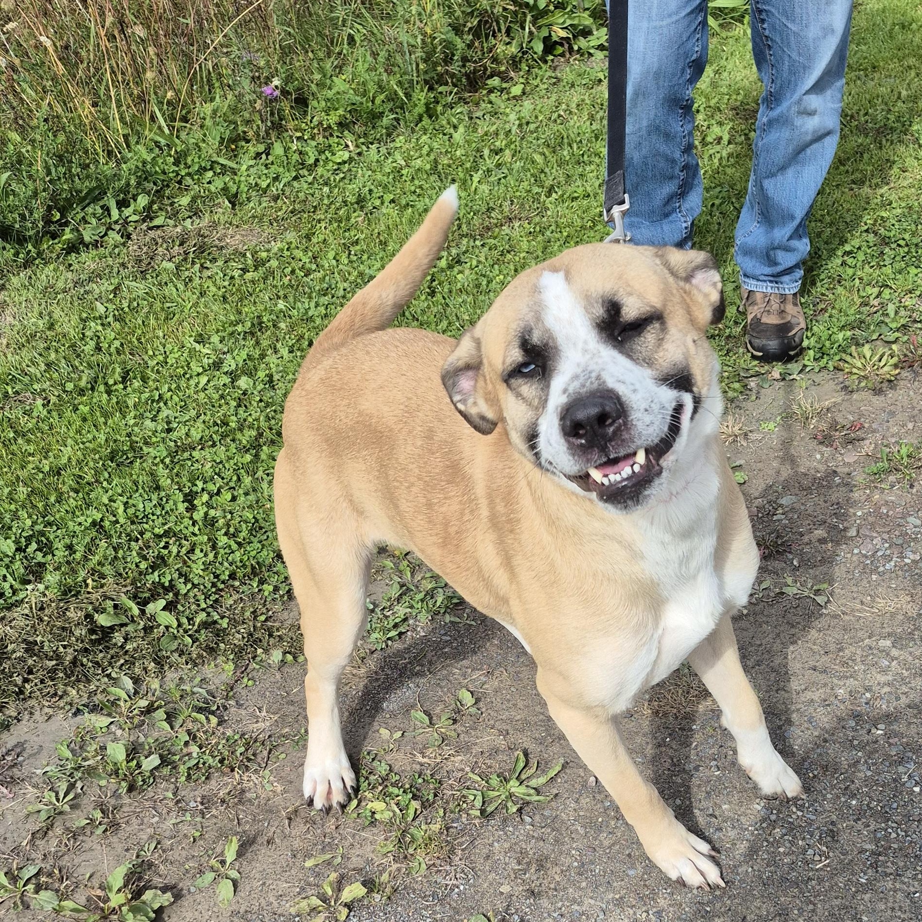 Enlarge Klaus, a Adoptable Mixed Breed in Tioga, PA image 4/6
