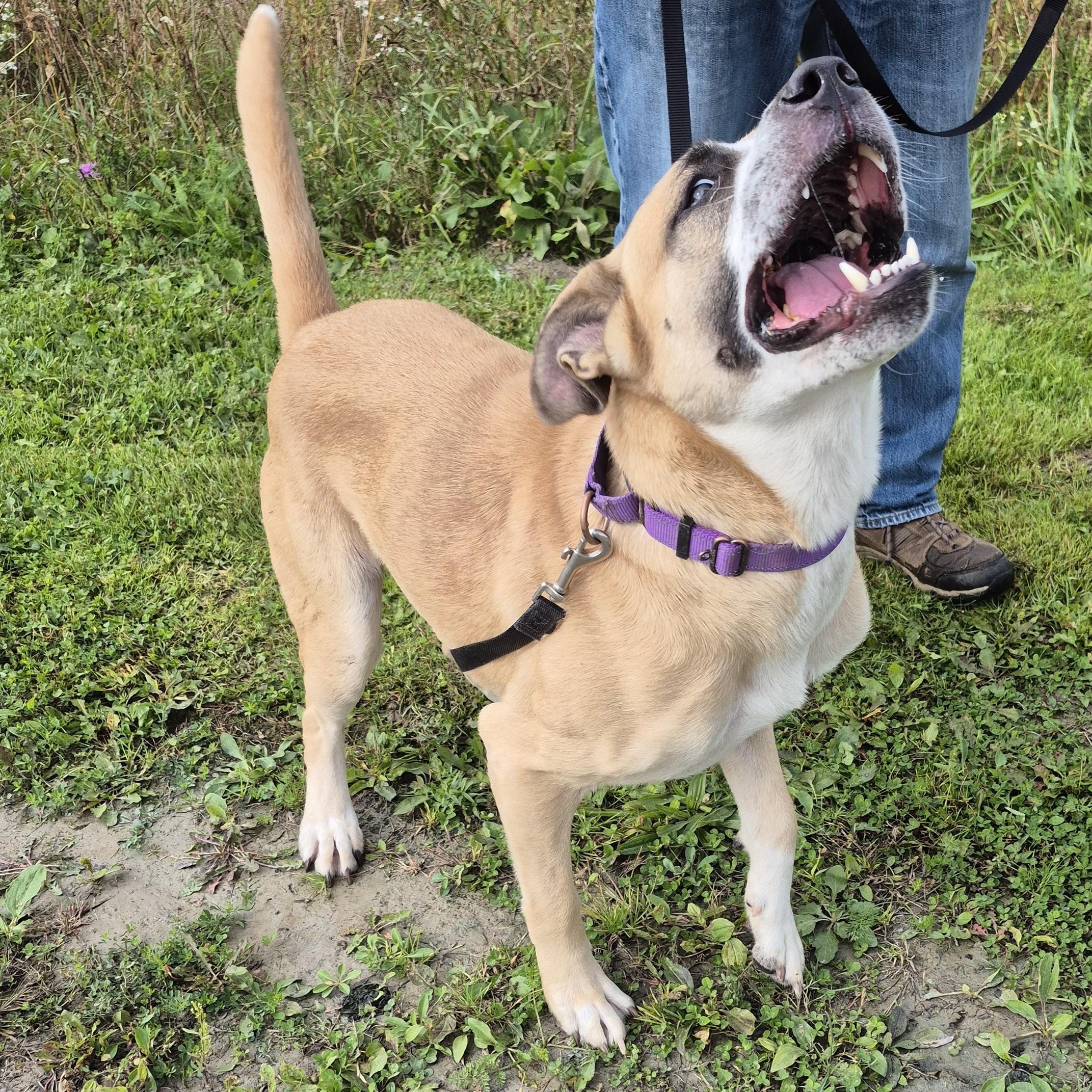 Enlarge Klaus, a Adoptable Mixed Breed in Tioga, PA image 6/6