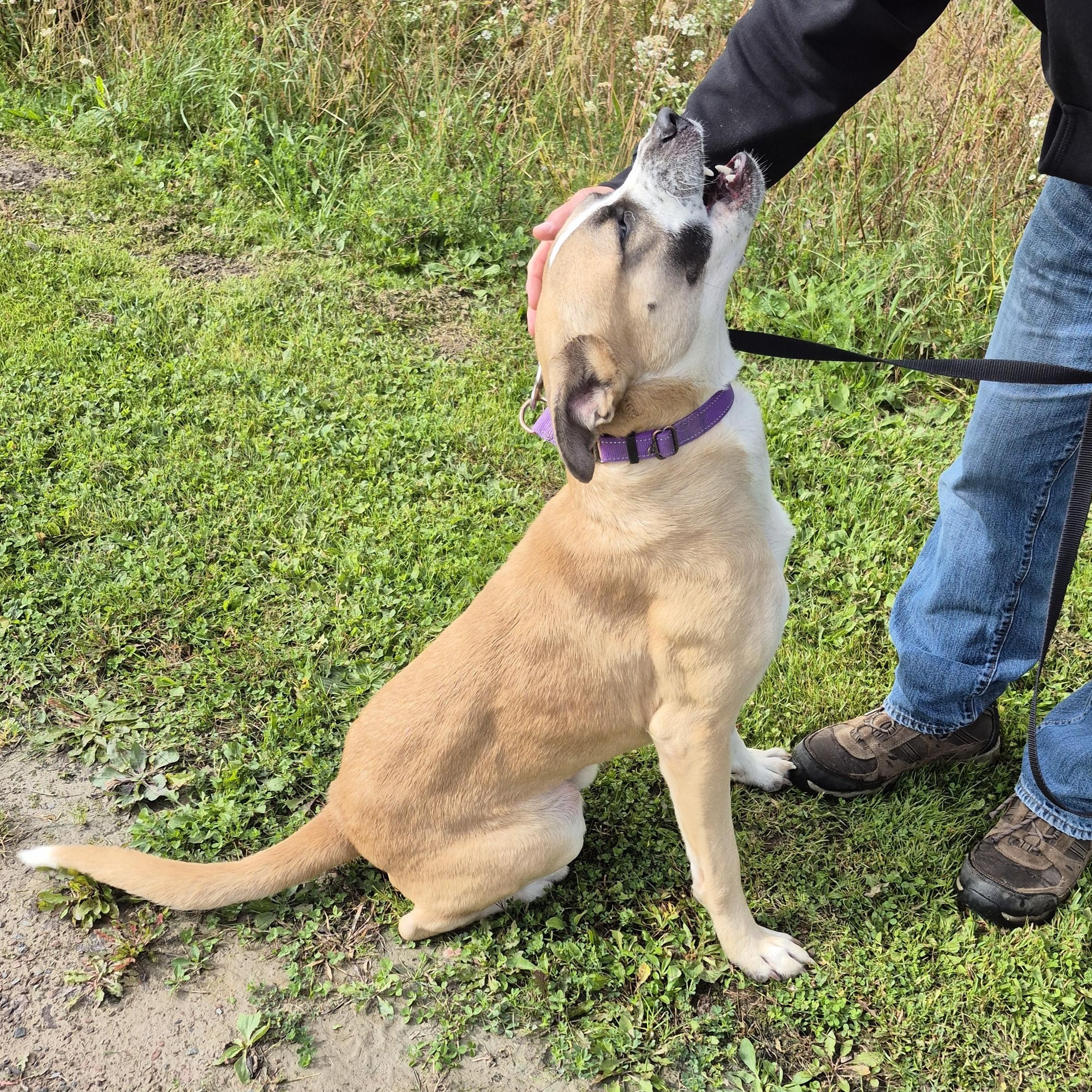 Enlarge Klaus, a Adoptable Mixed Breed in Tioga, PA image 5/6