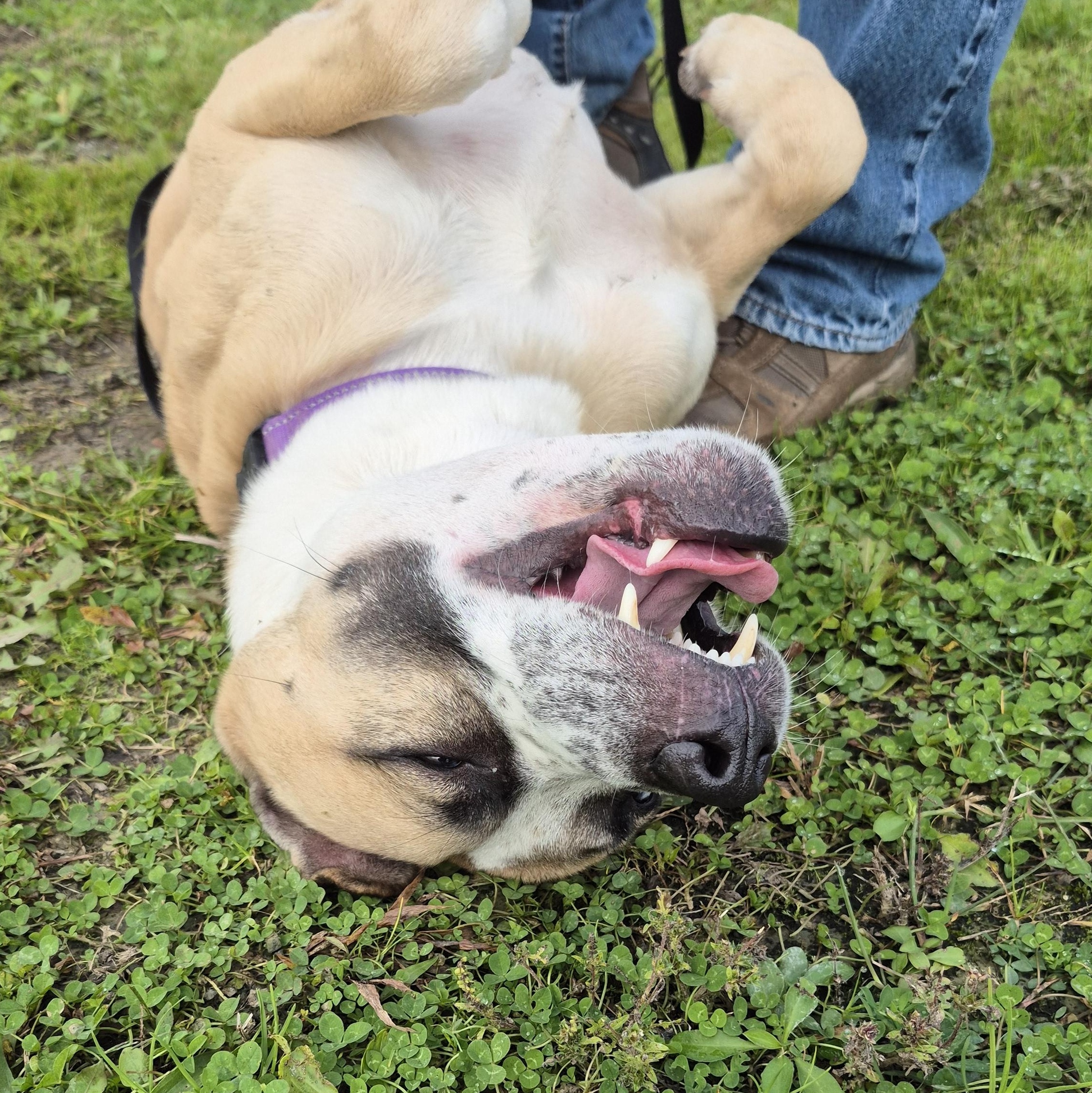 Enlarge Klaus, a Adoptable Mixed Breed in Tioga, PA image 3/6