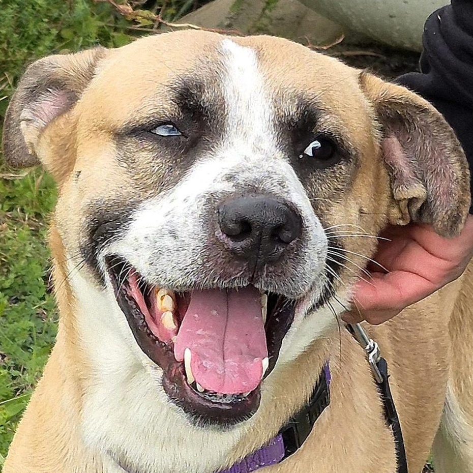 Enlarge Klaus, a Adoptable Mixed Breed in Tioga, PA image 1/6