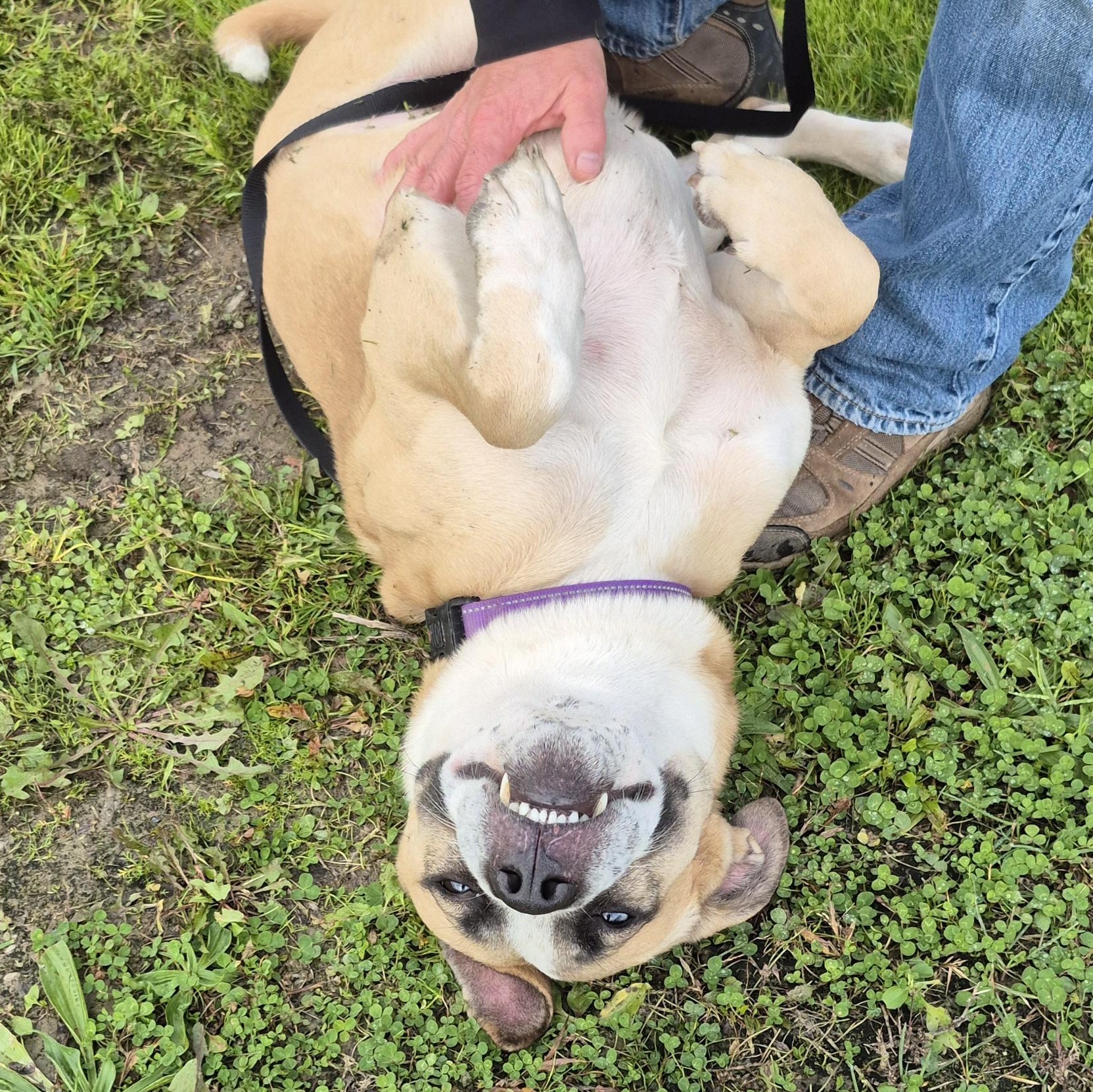 Enlarge Klaus, a Adoptable Mixed Breed in Tioga, PA image 2/6