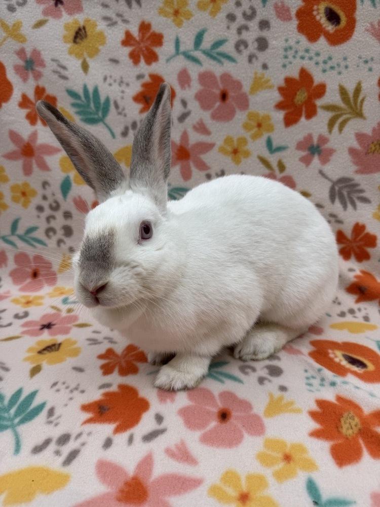 Enlarge Cranberry, a Adoptable mixed breed in Gainesville, FL image 1/5