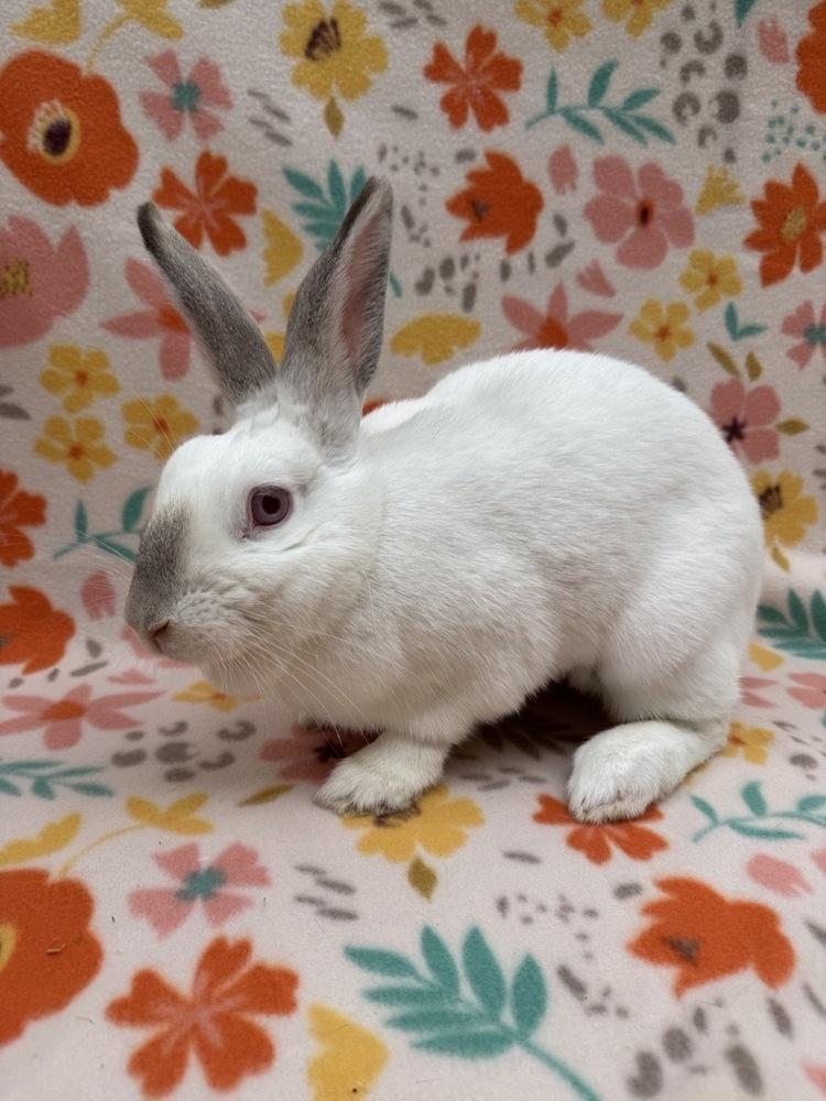 Enlarge Cranberry, a Adoptable mixed breed in Gainesville, FL image 2/5