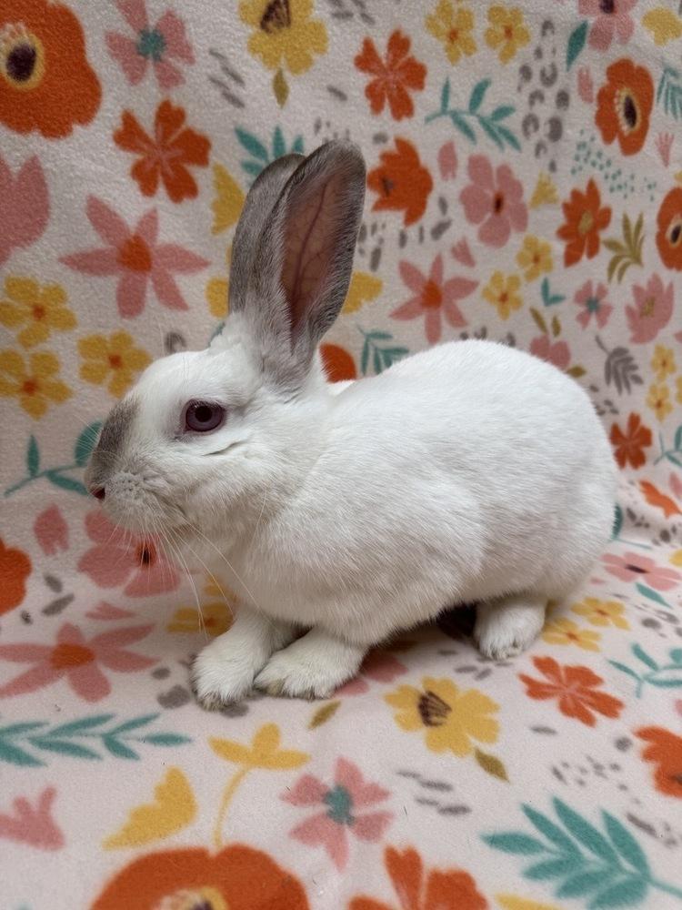 Enlarge Cranberry, a Adoptable mixed breed in Gainesville, FL image 3/5