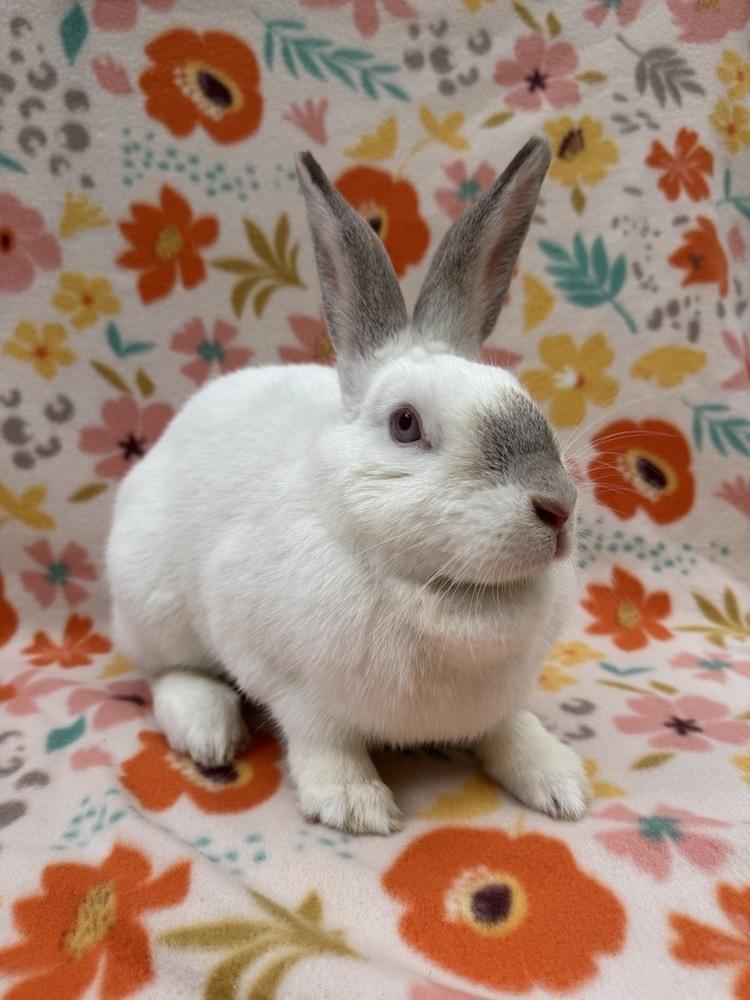 Enlarge Cranberry, a Adoptable mixed breed in Gainesville, FL image 4/5