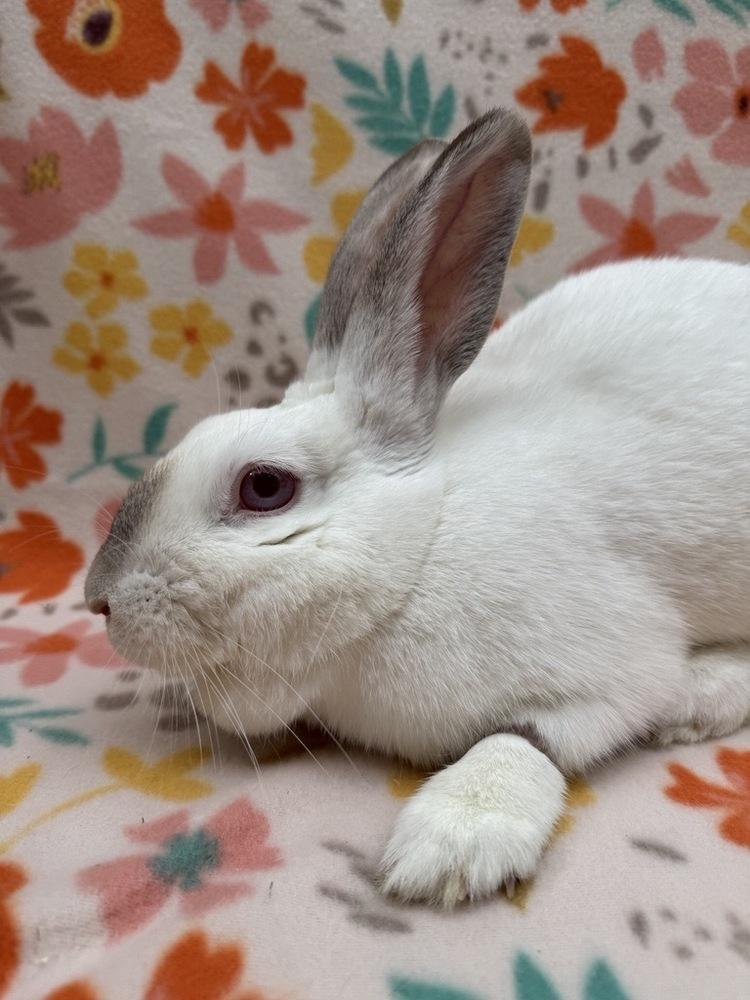 Enlarge Cranberry, a Adoptable mixed breed in Gainesville, FL image 5/5