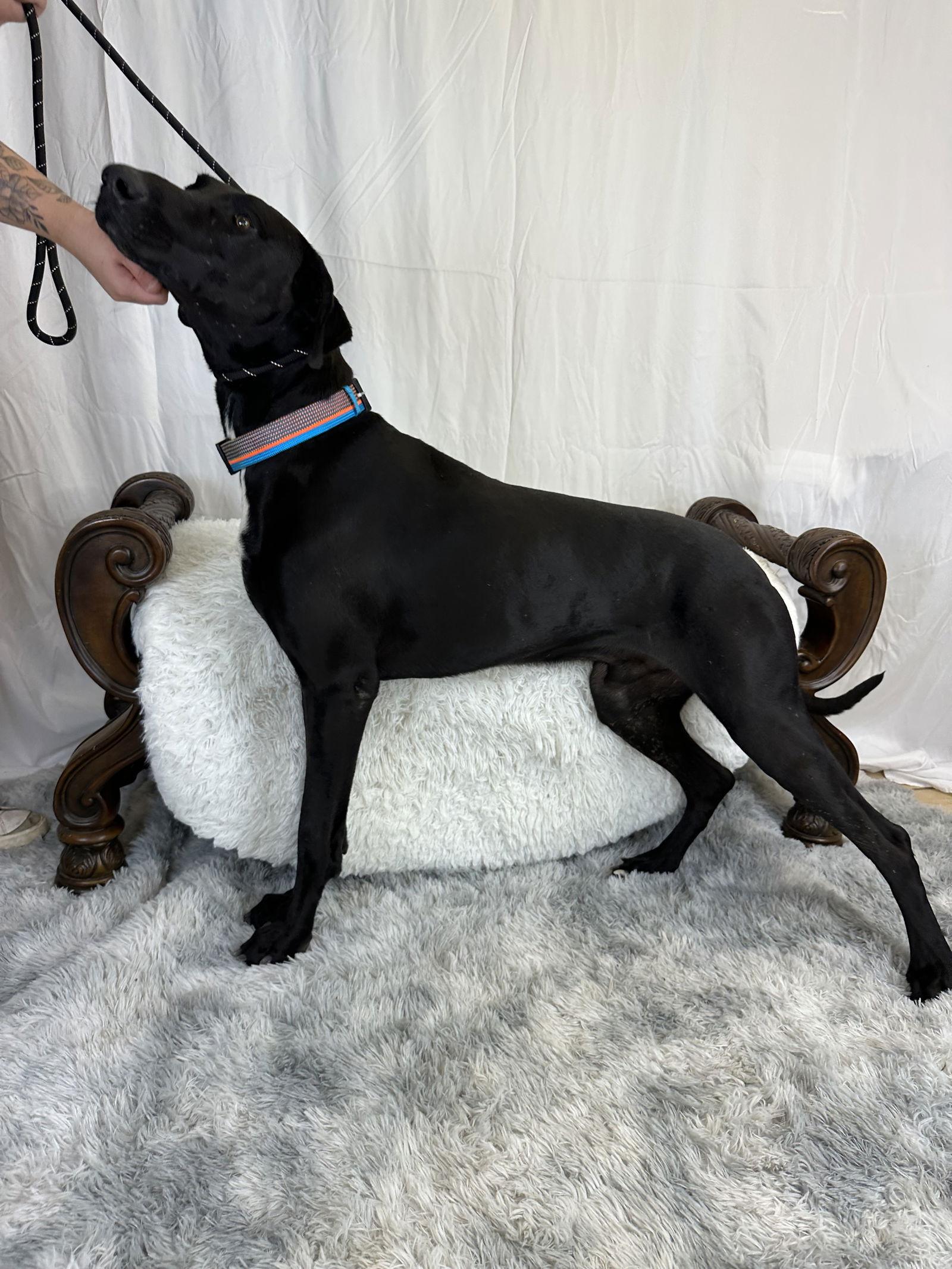 Moogly, Adoptable, Young Male Great Dane.