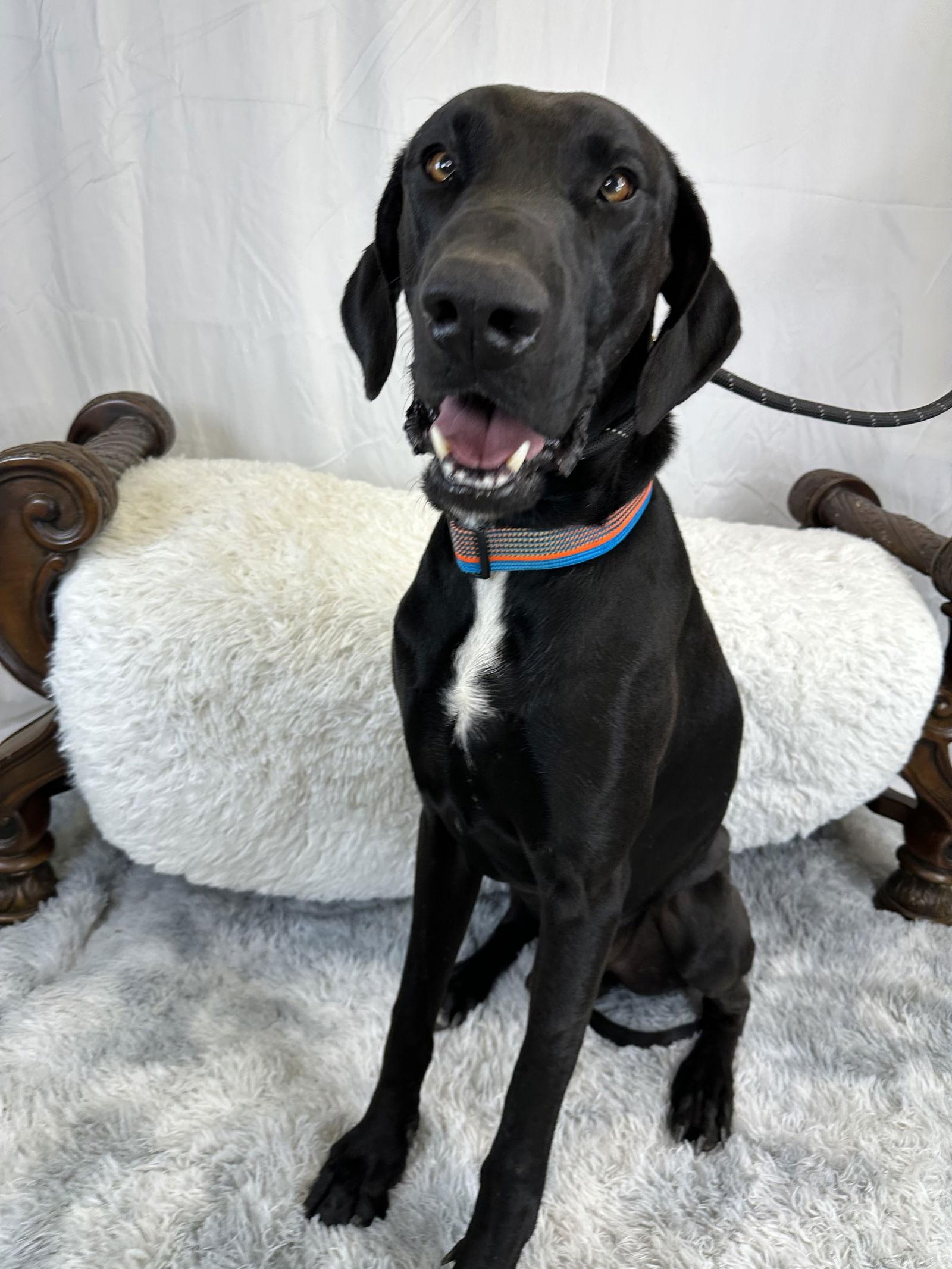 Enlarge Moogly, a Adoptable Great Dane image 2/3