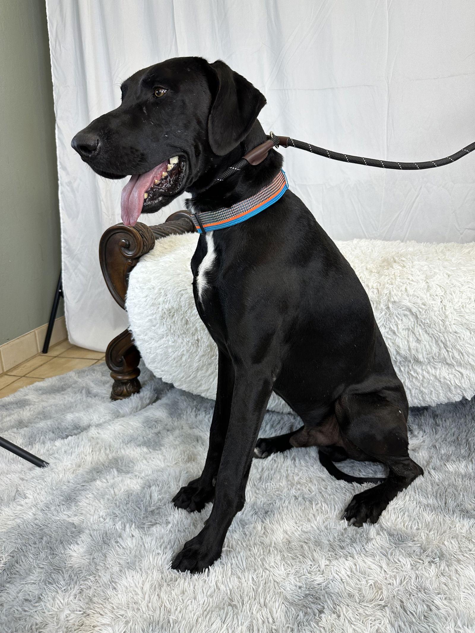 Enlarge Moogly, a Adoptable Great Dane image 3/3