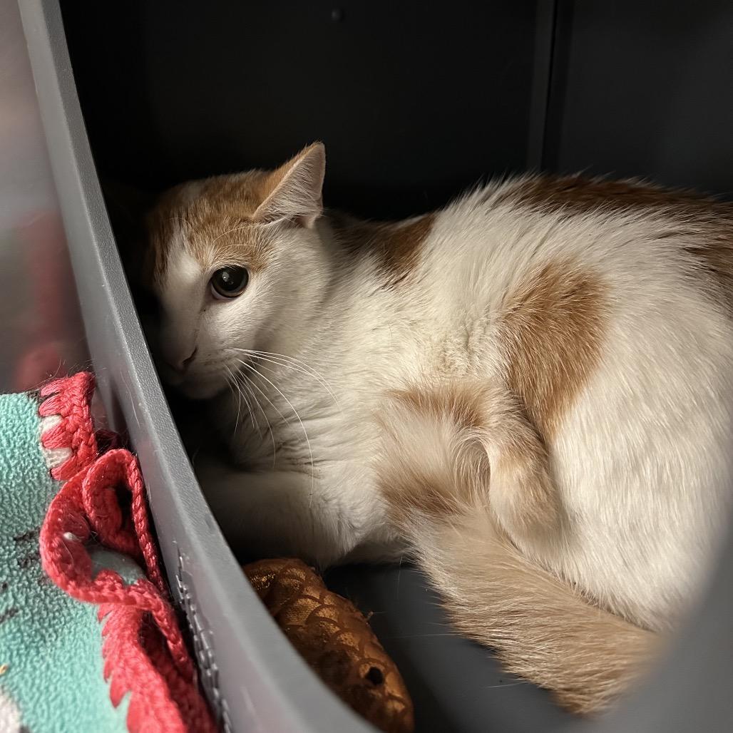 Enlarge Sir Sriracha, a Adoptable Domestic Short Hair in Titusville, FL image 1/6