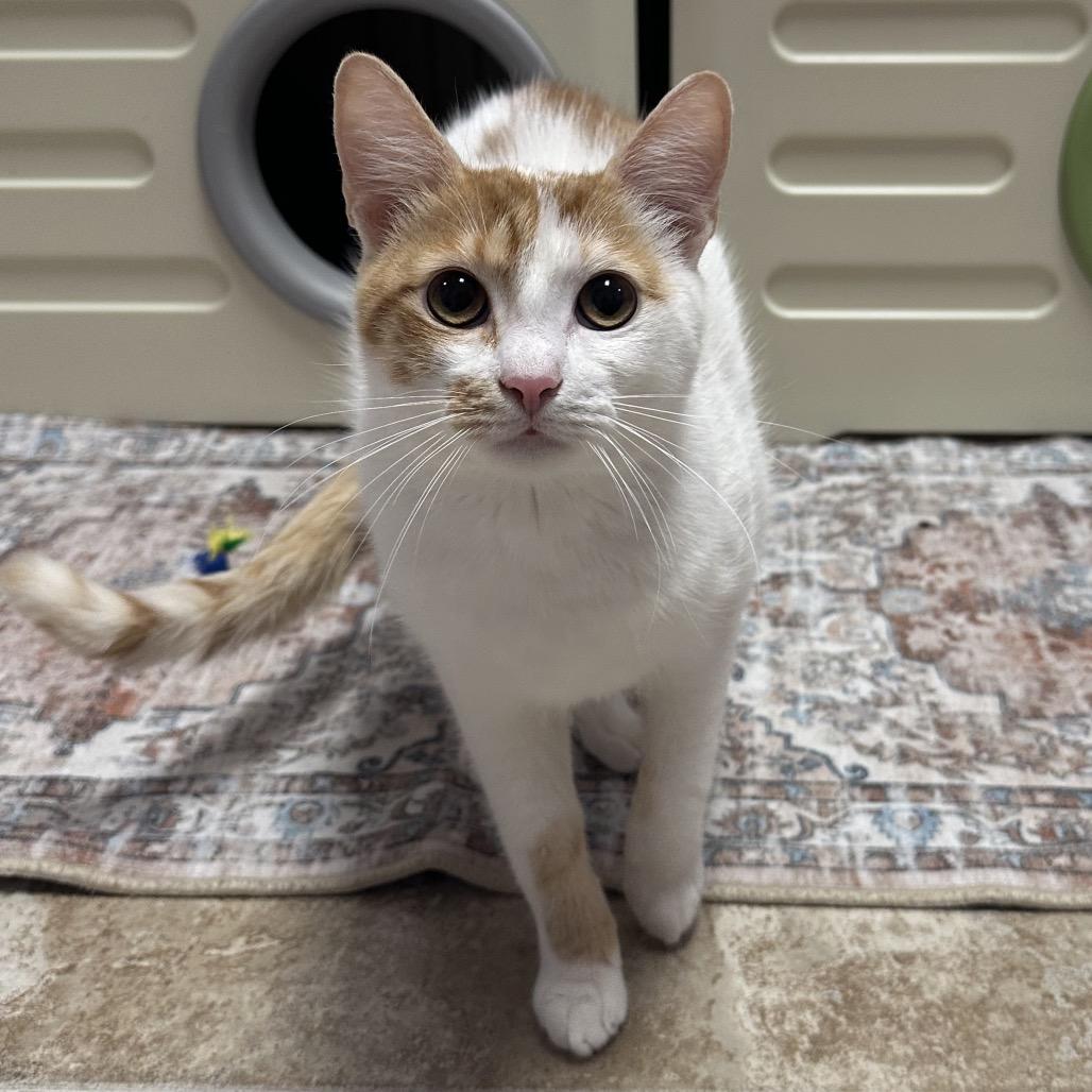 Enlarge Sir Sriracha, a Adoptable Domestic Short Hair in Titusville, FL image 2/6