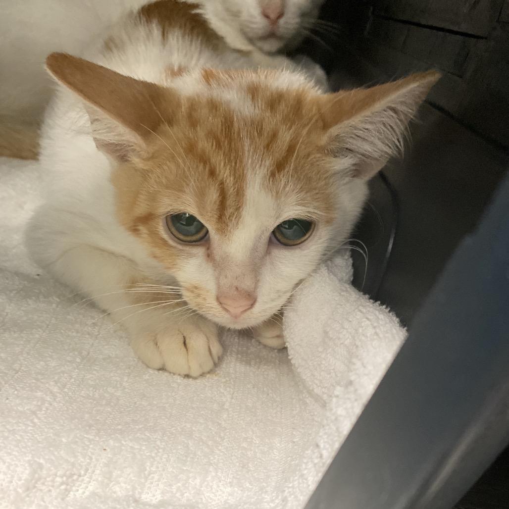 Enlarge Sir Sriracha, a Adoptable Domestic Short Hair in Titusville, FL image 3/6