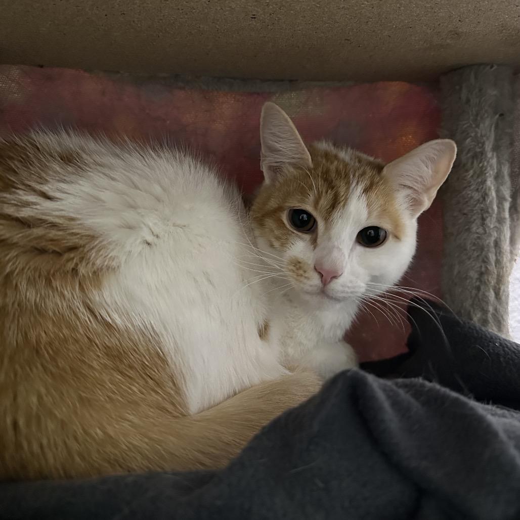 Enlarge Sir Sriracha, a Adoptable Domestic Short Hair in Titusville, FL image 4/6